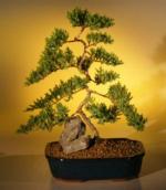 Extra Large Bonsai.jpg